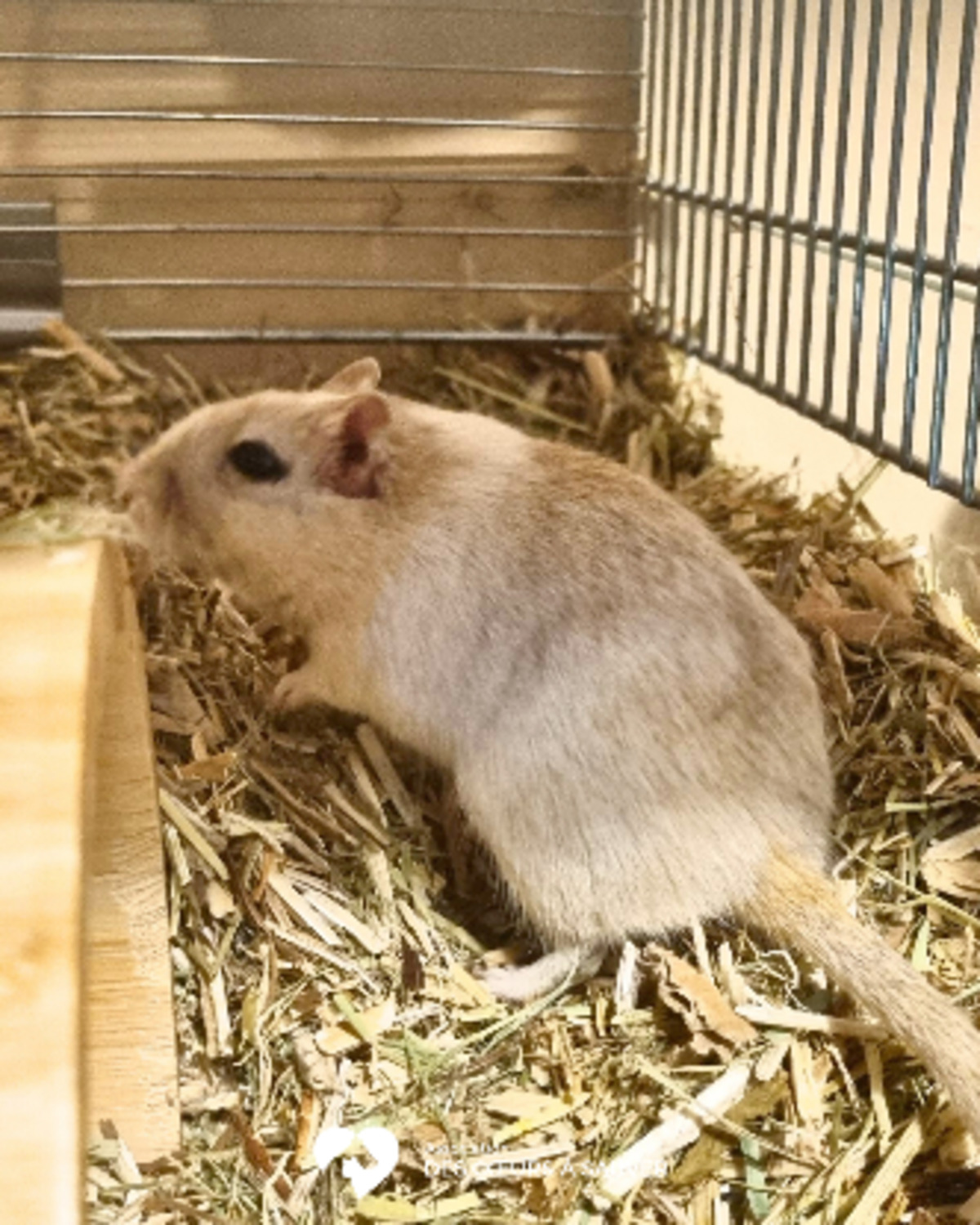 Adoption Cricy