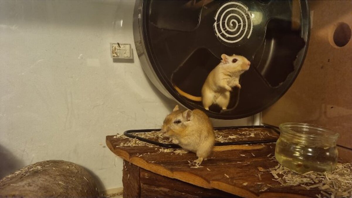 Adoption Maki et sushi