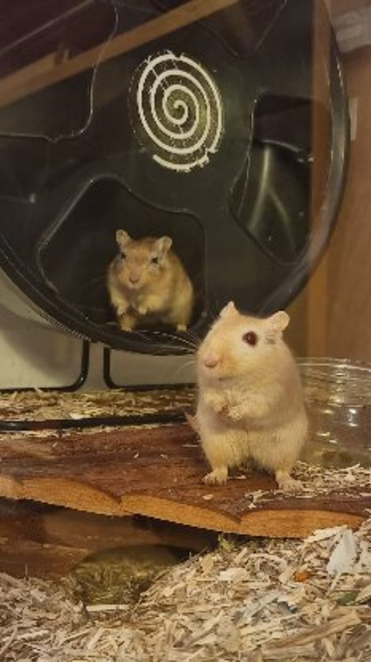 Adoption Maki et sushi