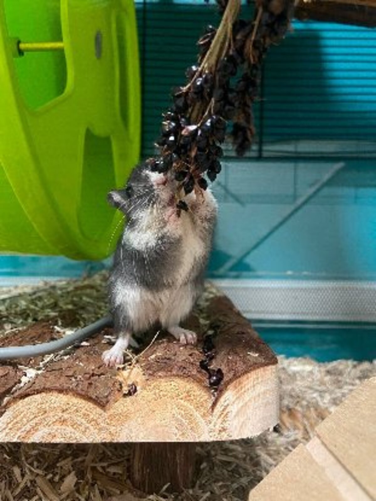Adoption Réglisse et pastis