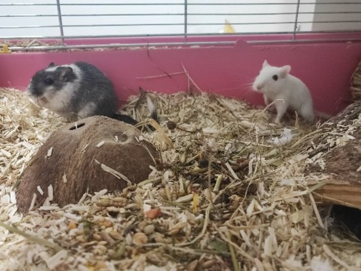 Adoption Yin et yang