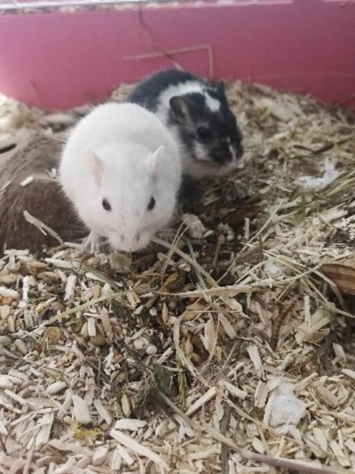 Adoption Yin et yang