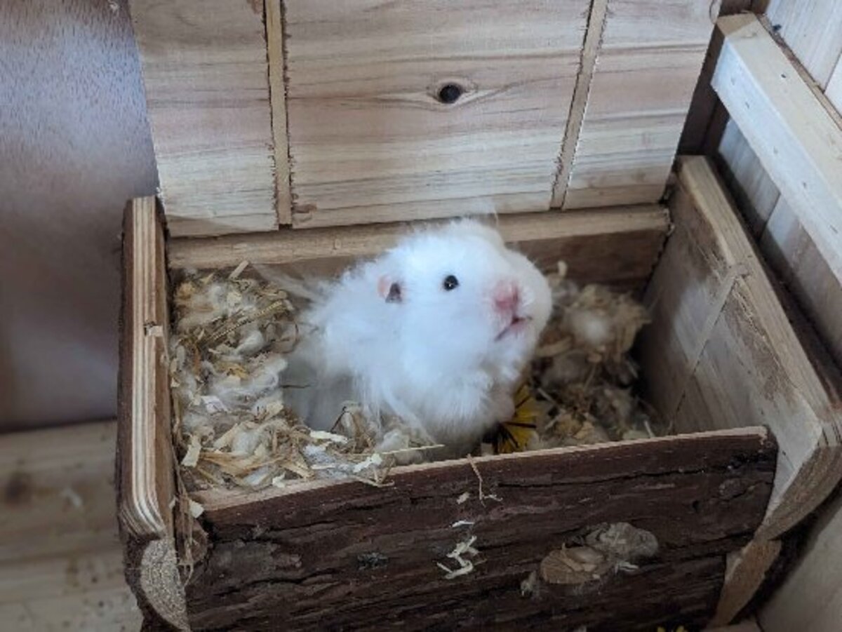 Adoption Gyda