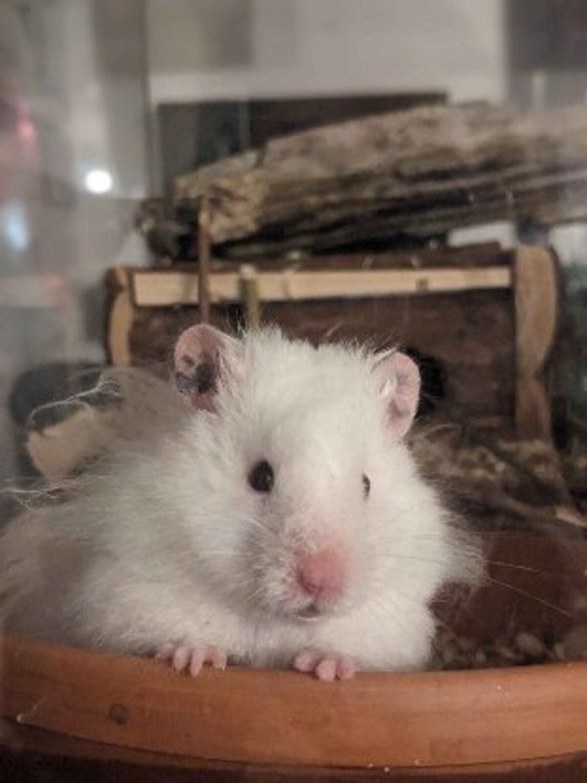 Adoption Gyda
