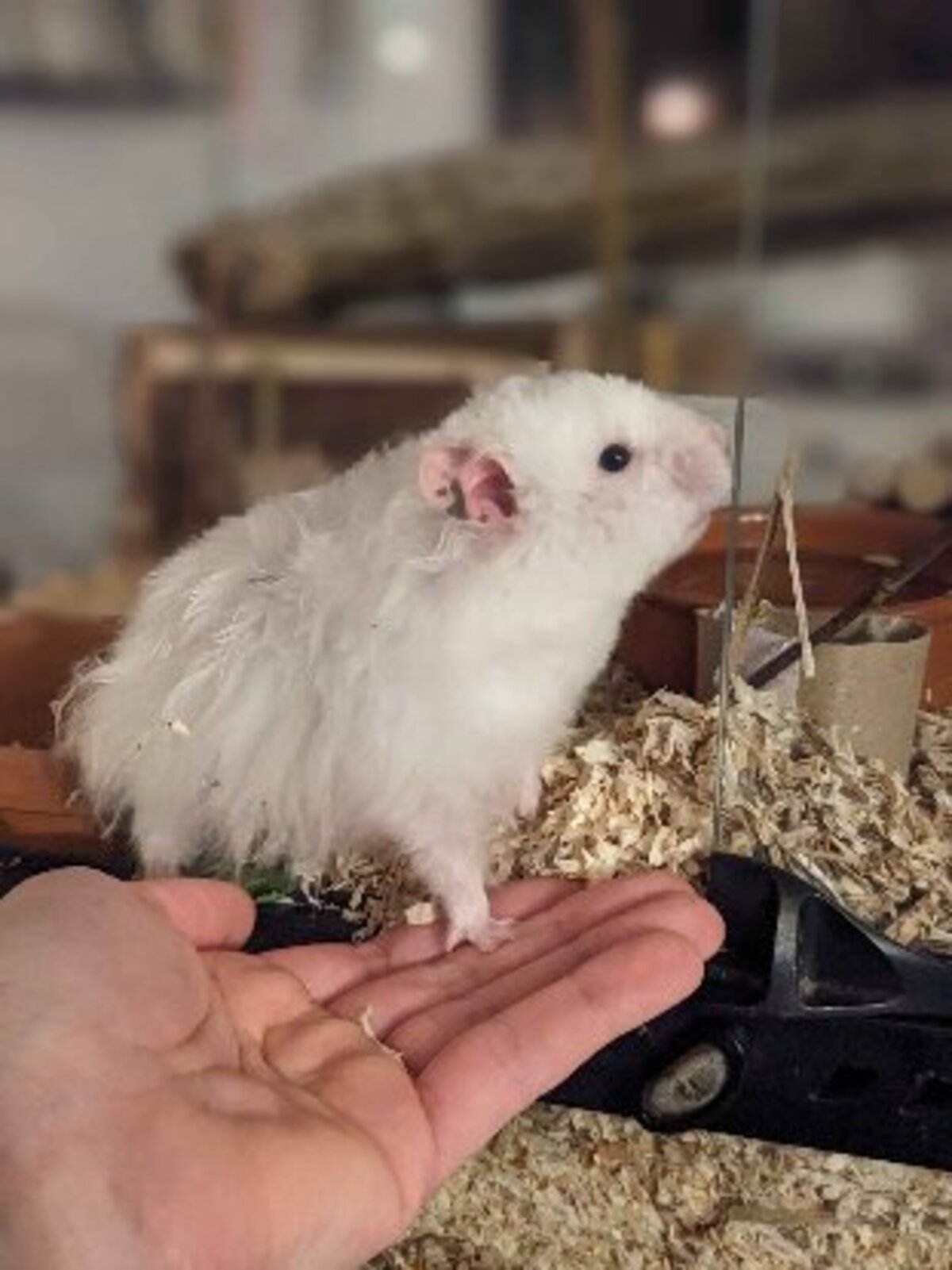 Adoption Gyda