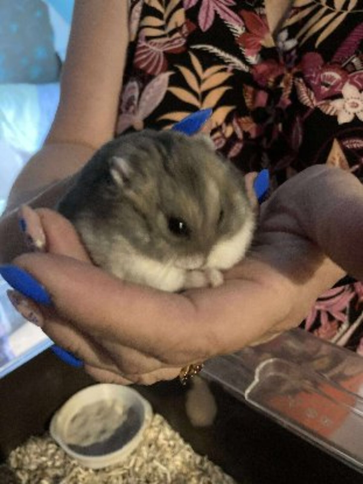 Adoption Shrek
