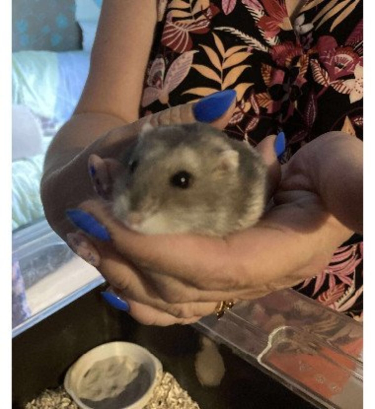 Adoption Shrek