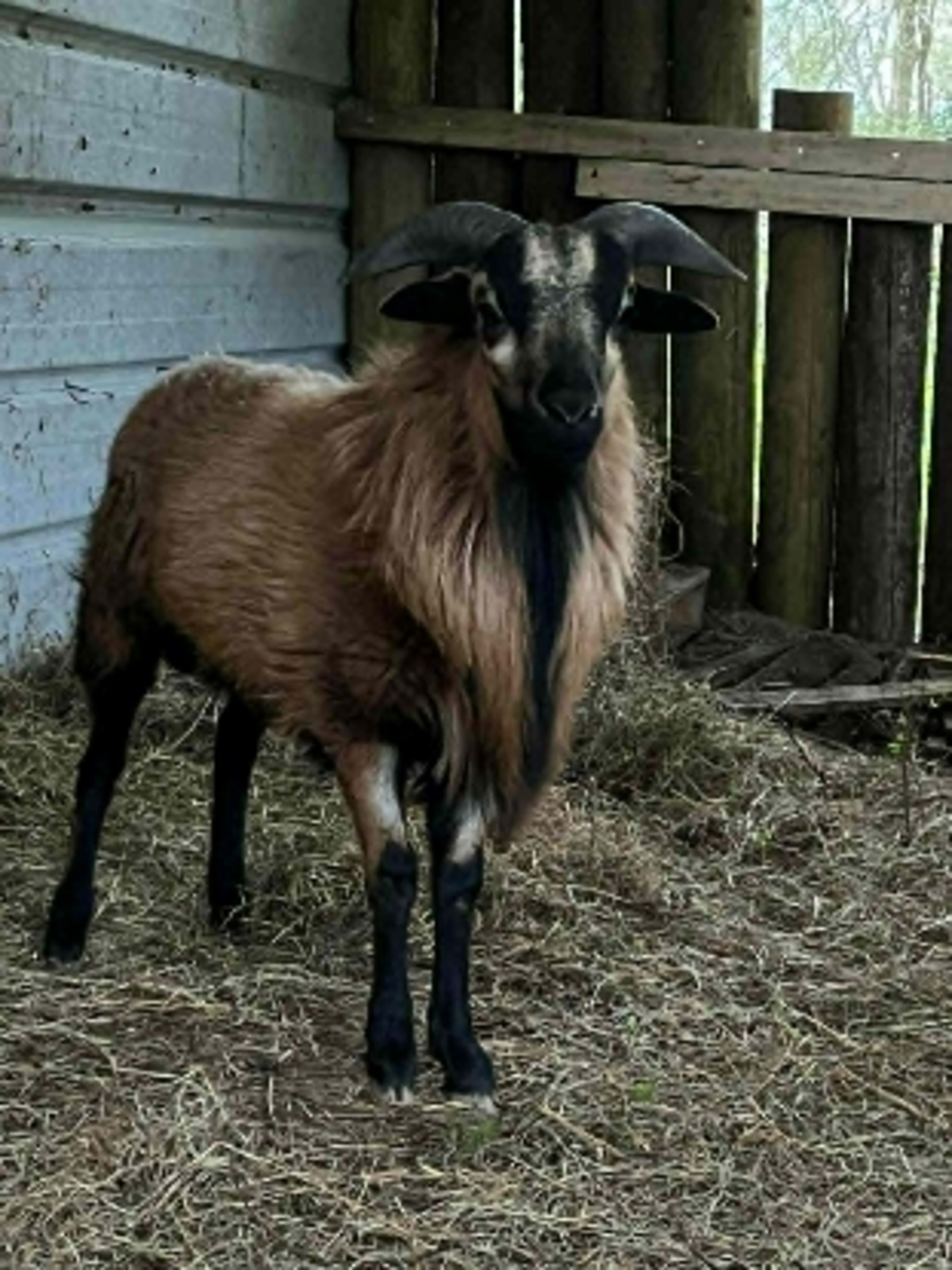 Adoption Achille
