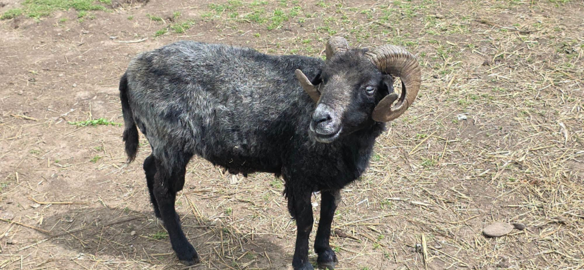 Adoption Bélézebuth