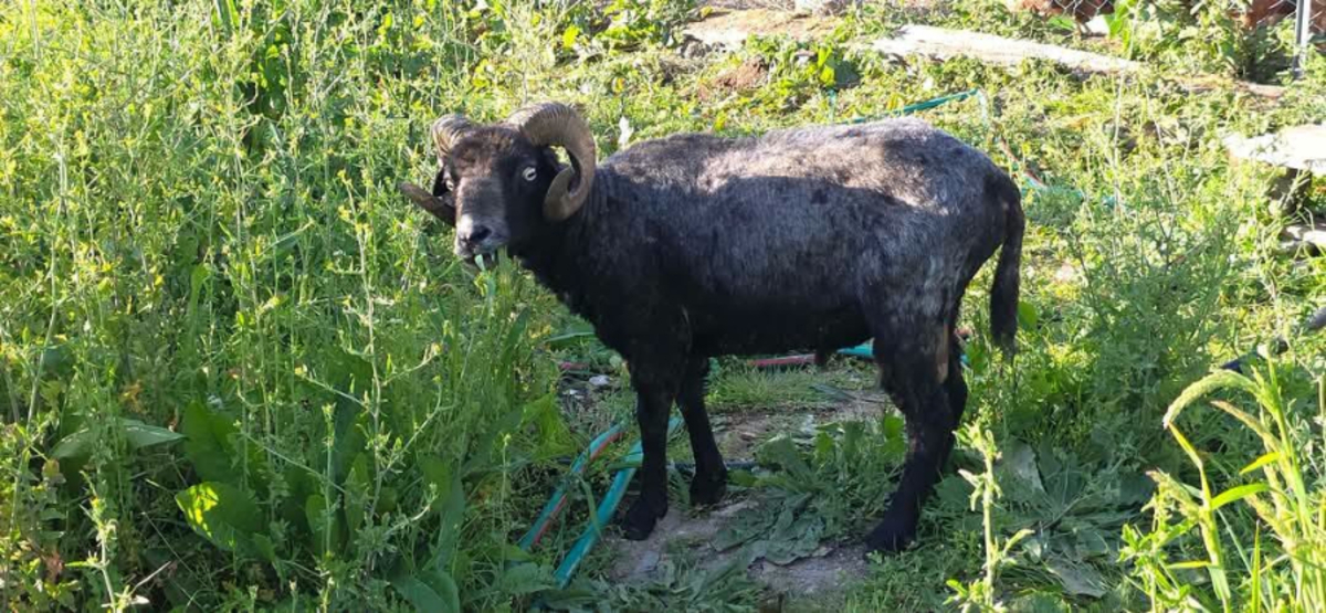 Adoption Bélézebuth