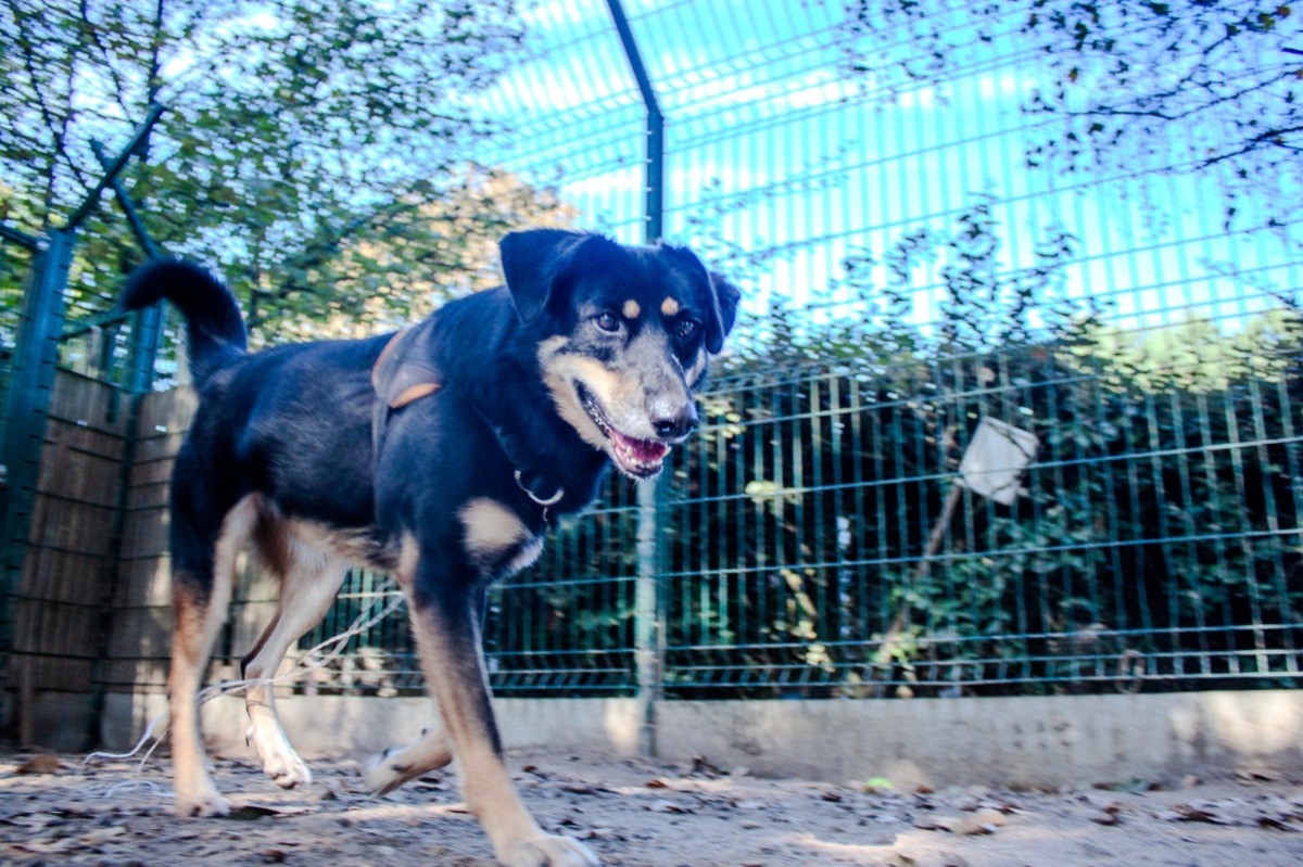 Adoption Vaya