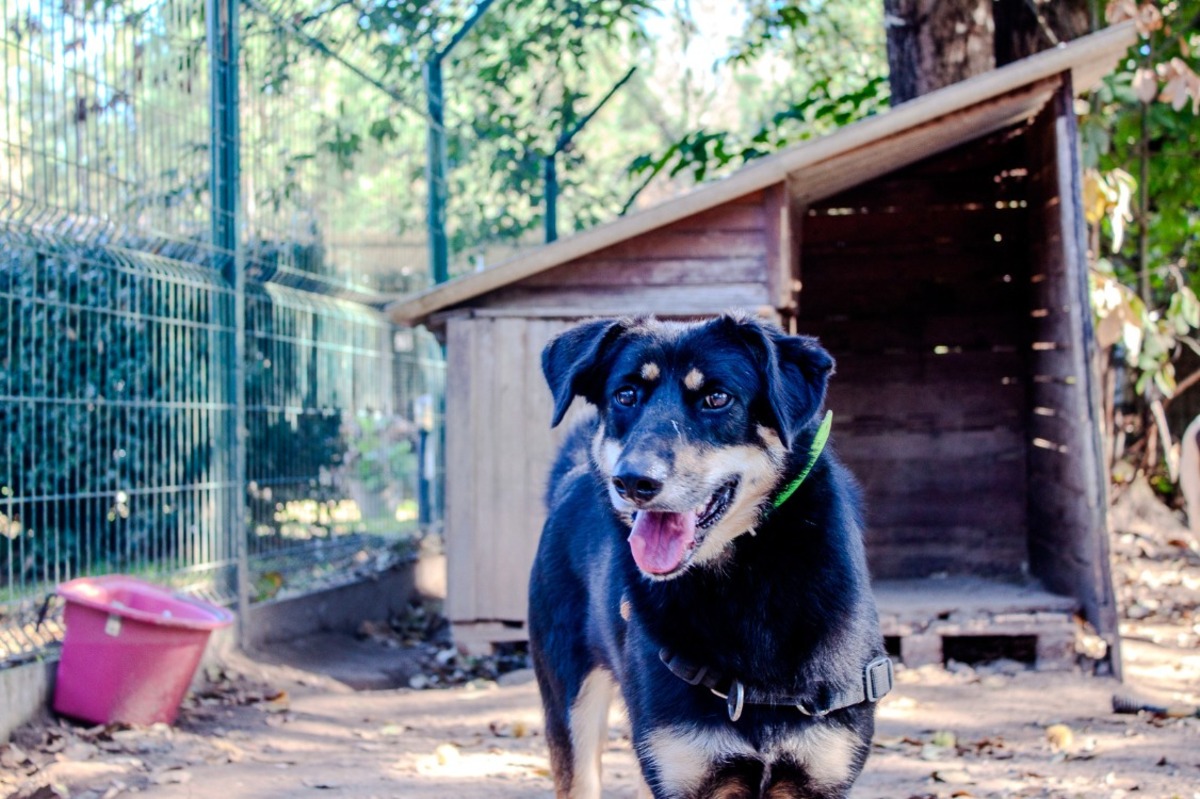 Adoption Vaya