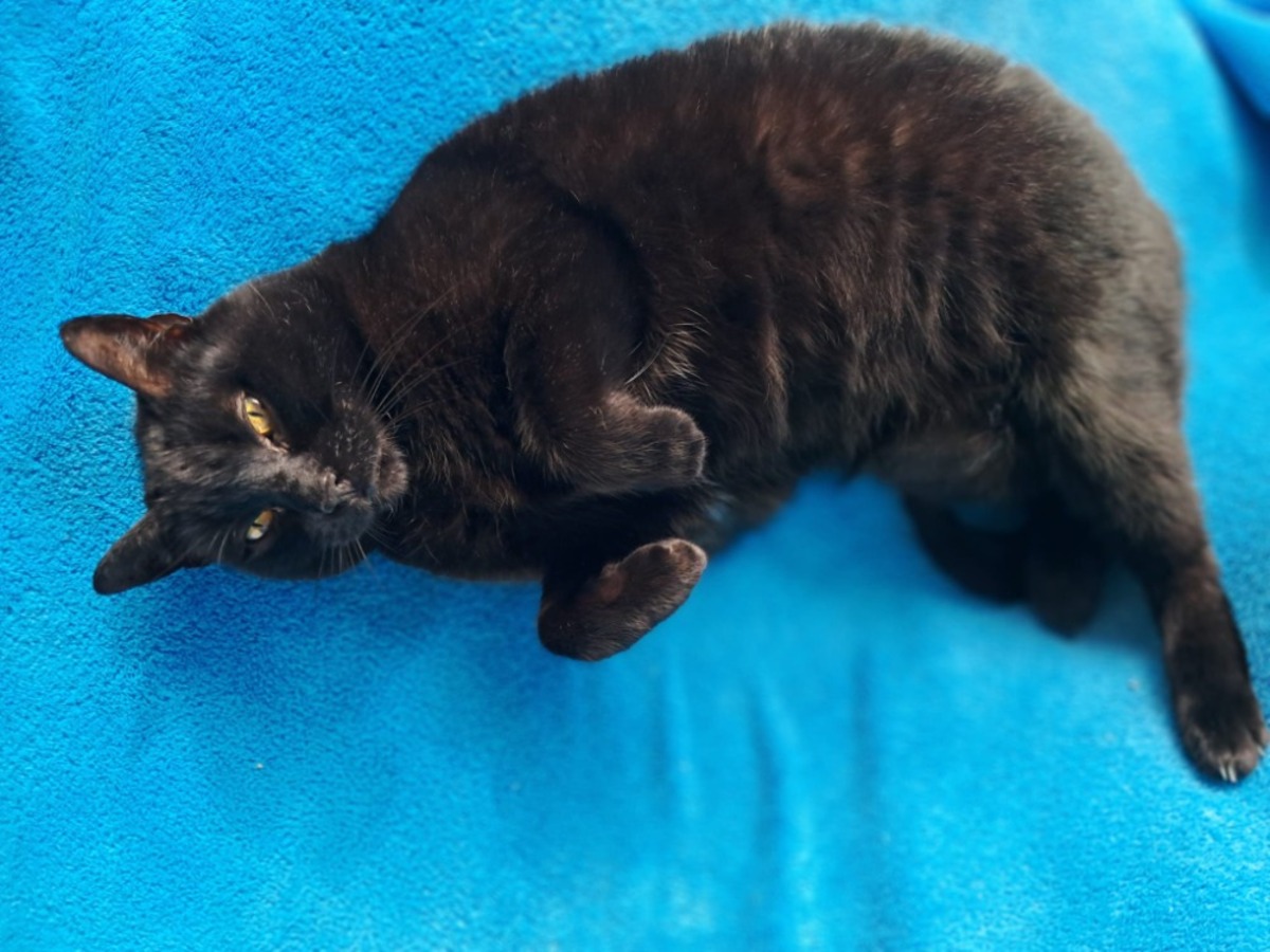 Adoption Pink