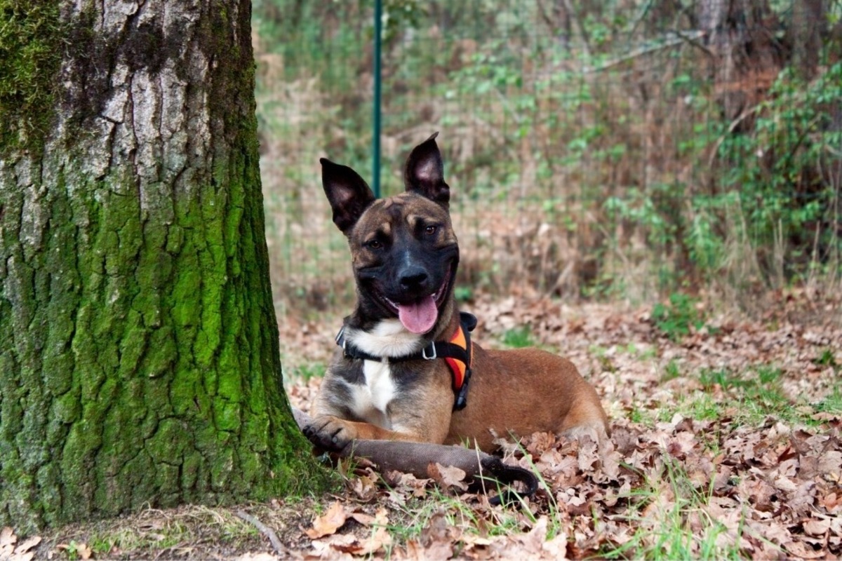 Adoption Rolex