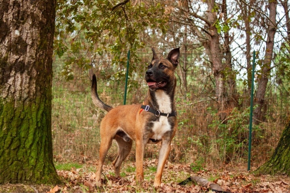 Adoption Rolex