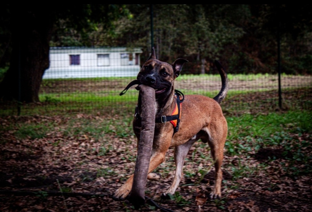 Adoption Rolex