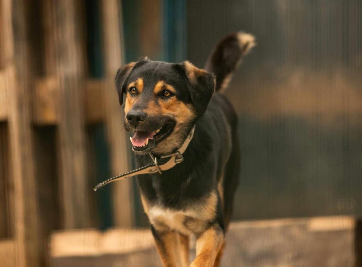 Adoption Youri