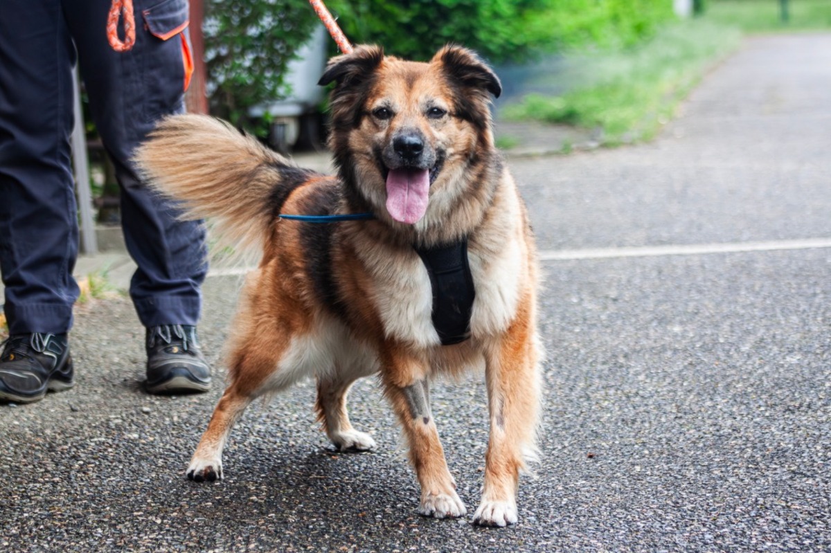 Adoption Nala