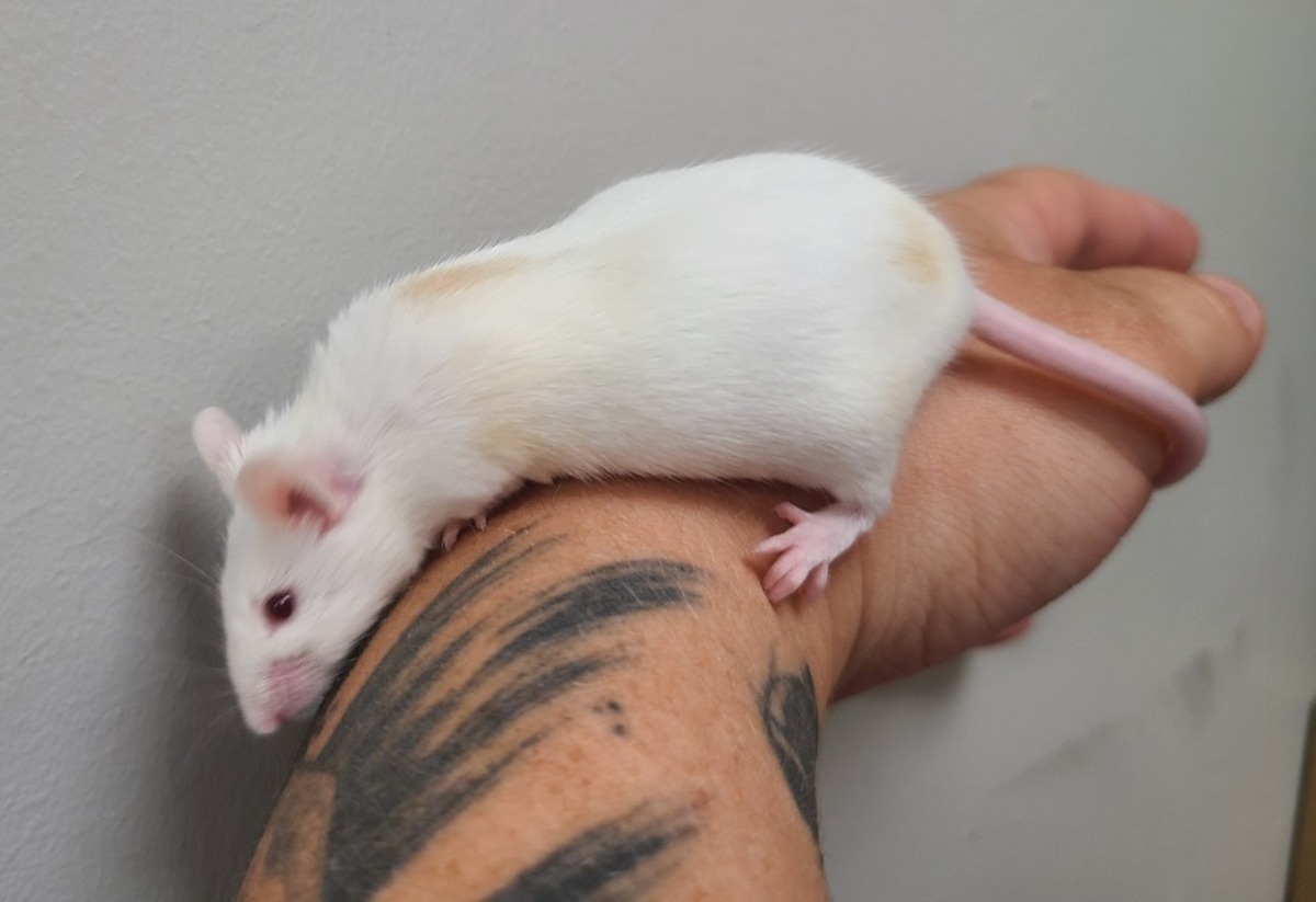 Adoption Dio