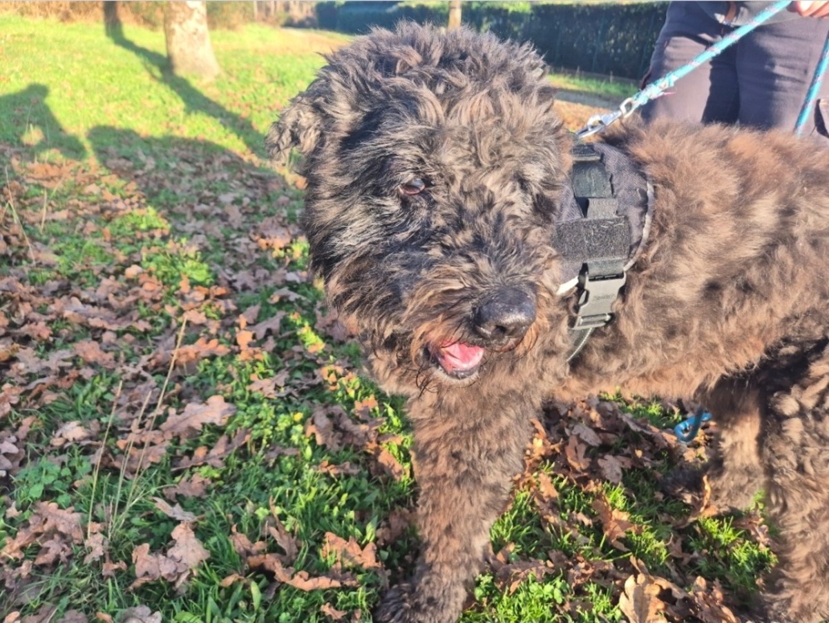 Adoption Liouba