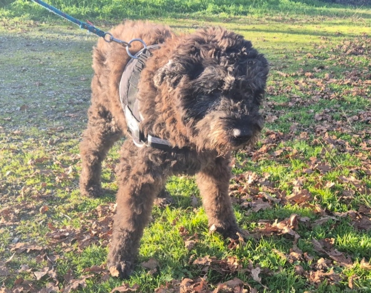 Adoption Liouba