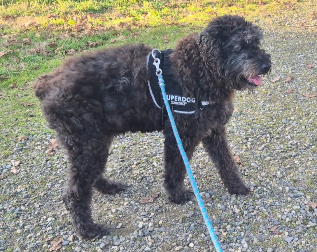 Adoption Liouba