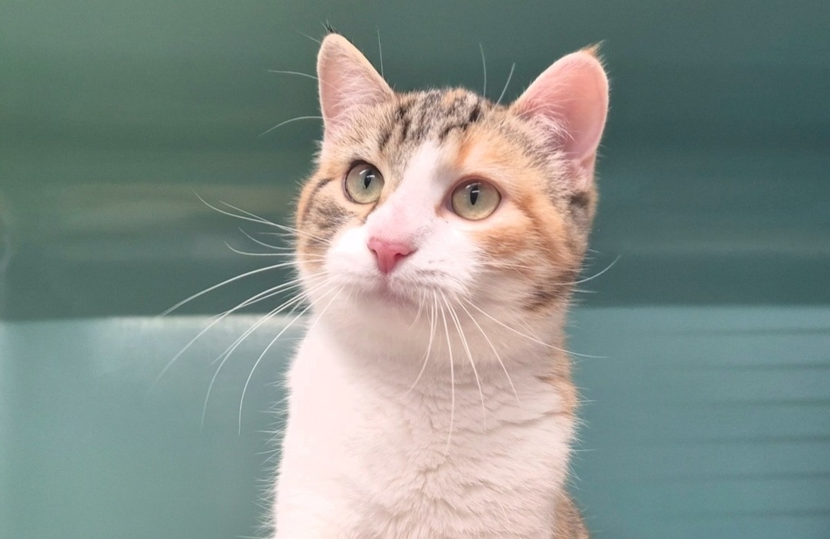 Adoption Malisse