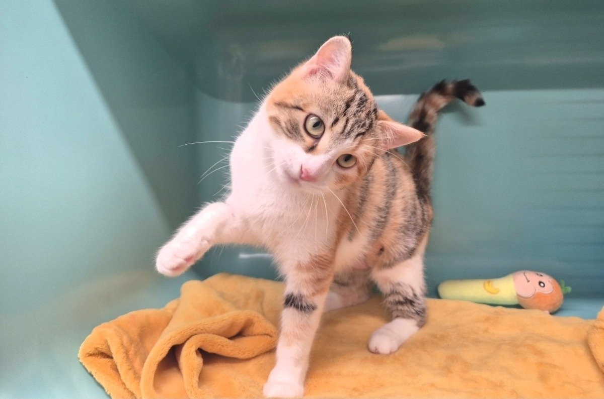 Adoption Malisse