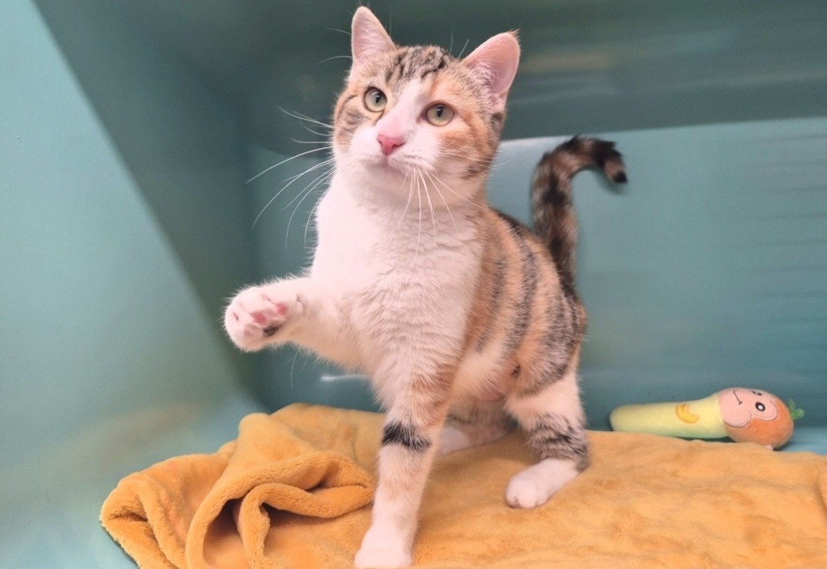Adoption Malisse