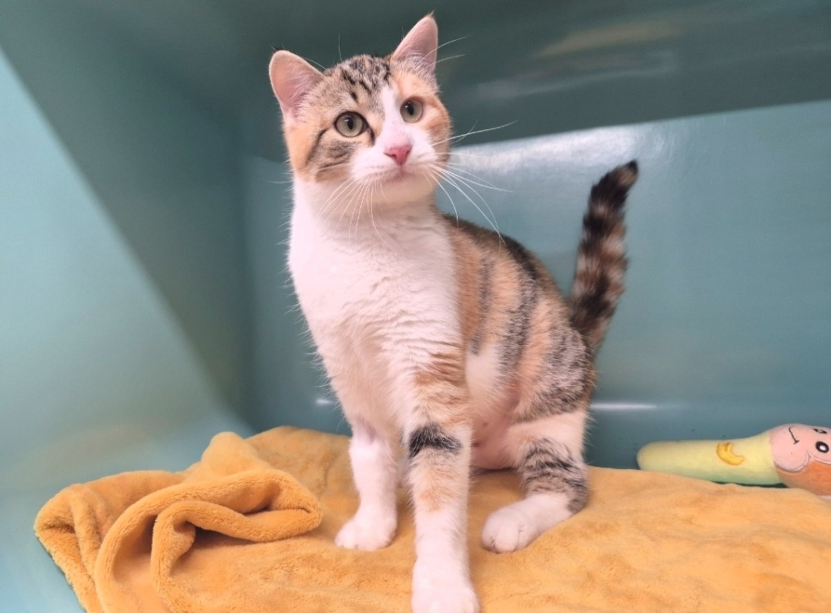 Adoption Malisse