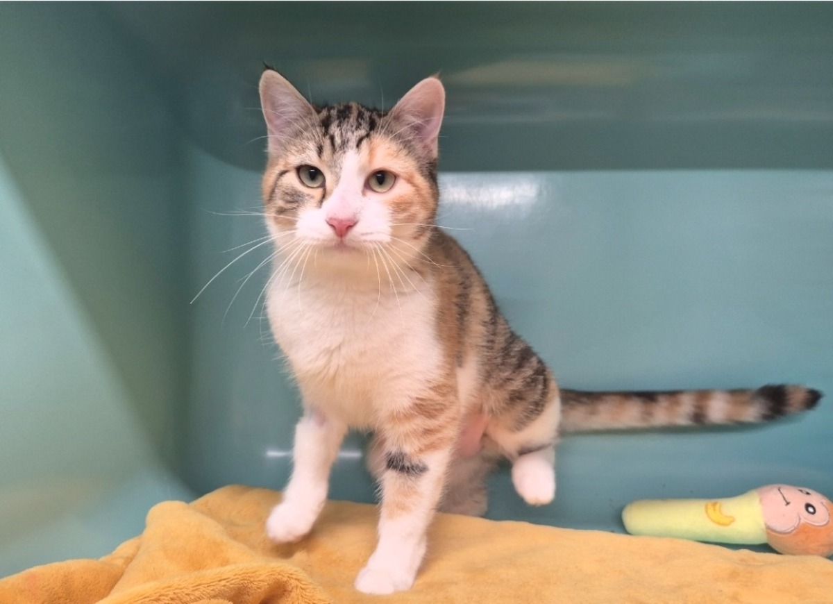 Adoption Malisse