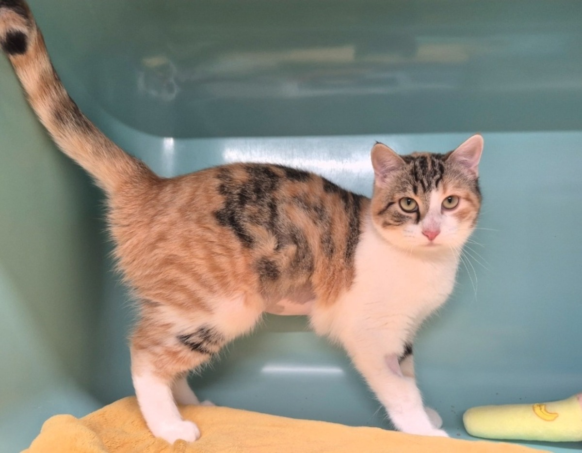 Adoption Malisse