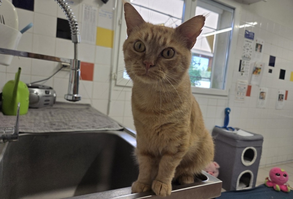 Adoption bowie