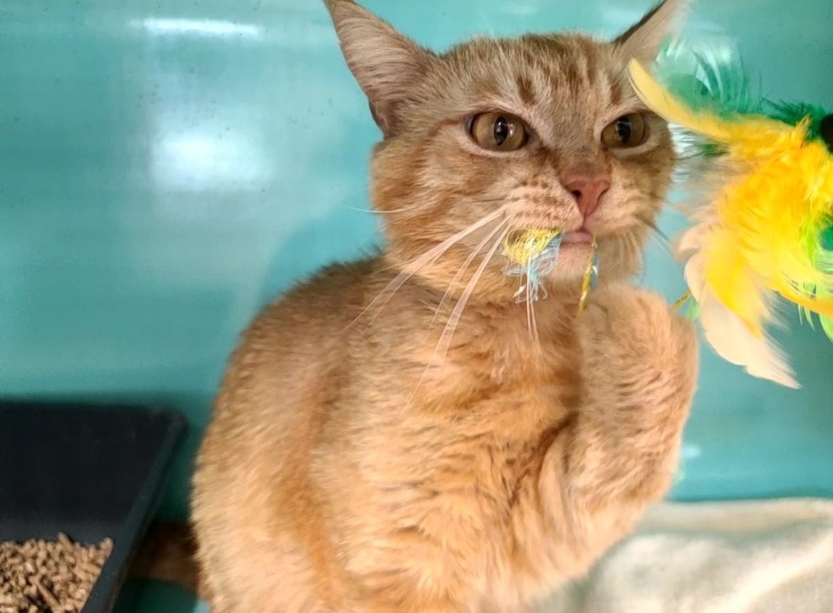 Adoption bowie