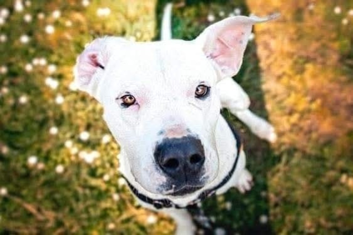 Adoption Ally