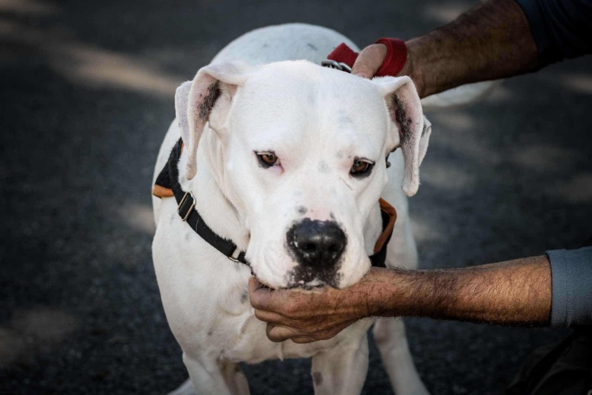 Adoption Ally