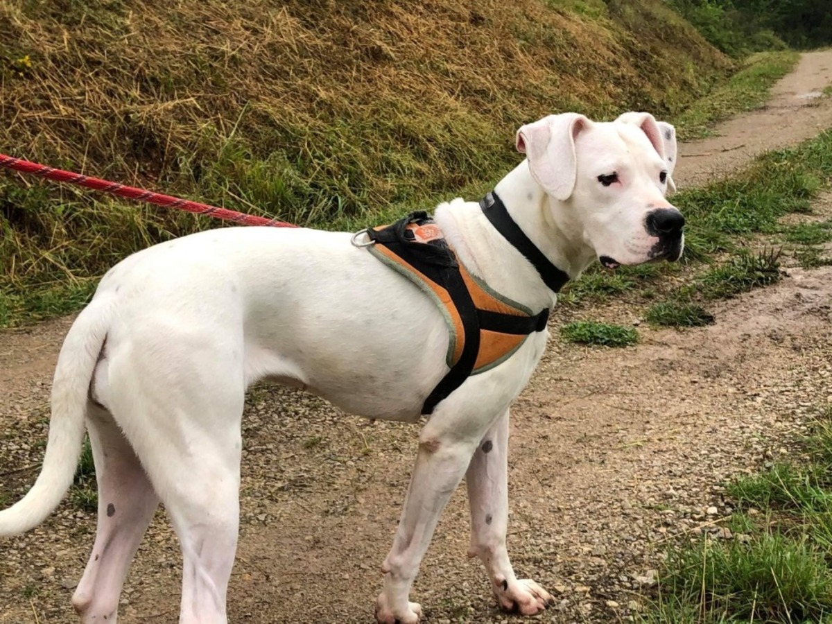 Adoption Ally