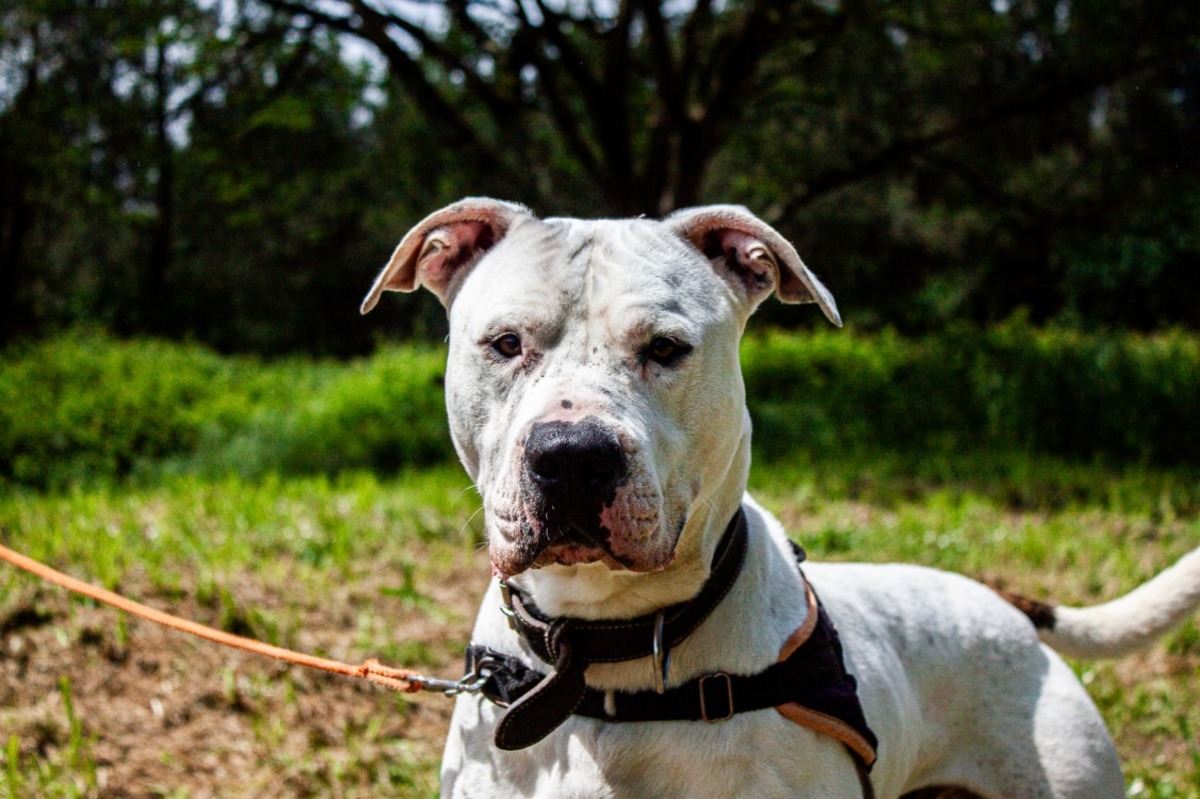 Adoption Saiko