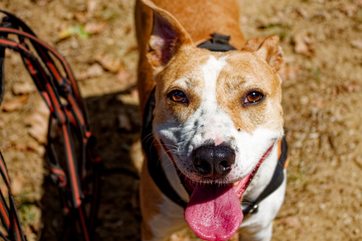 Adoption RED