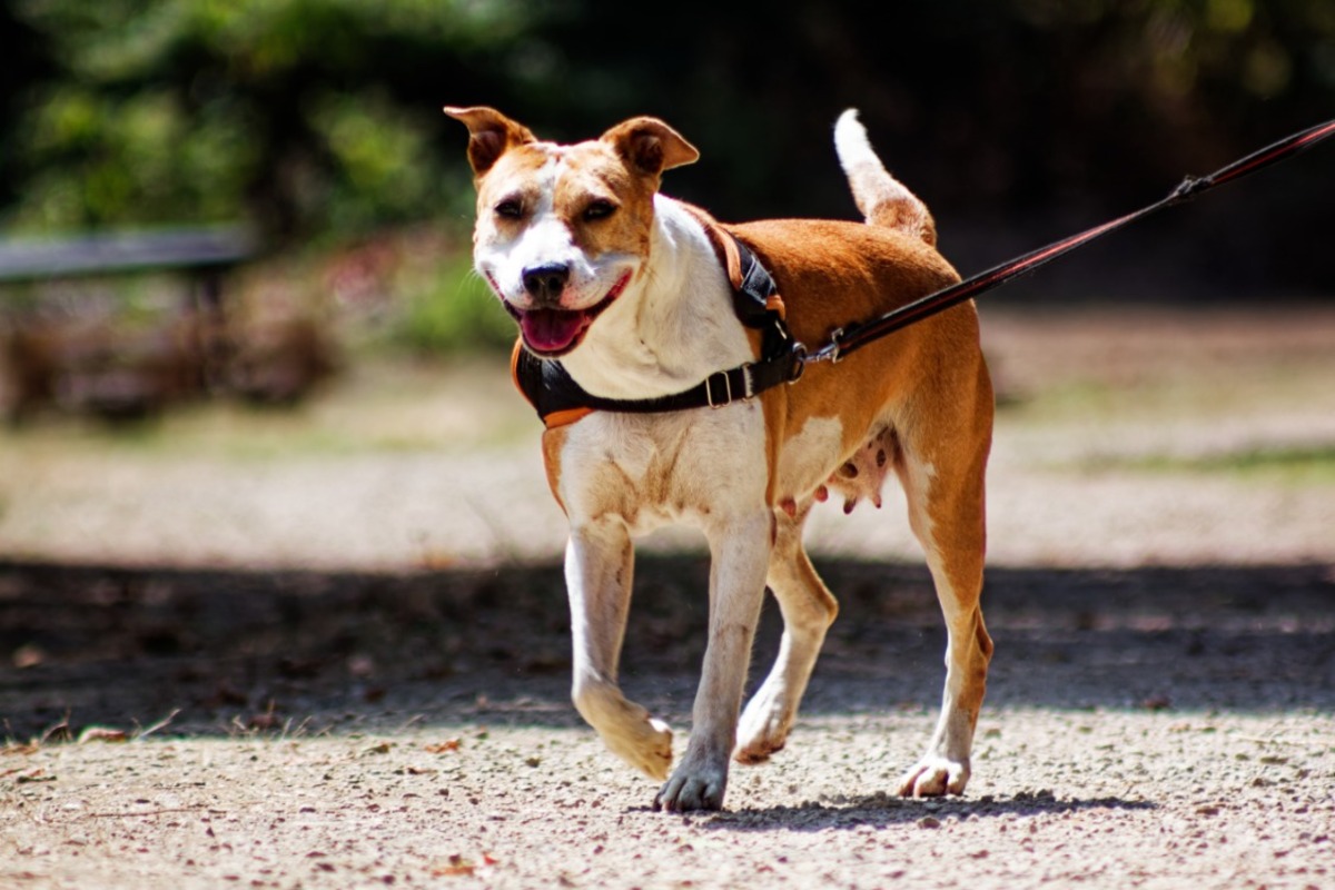 Adoption RED