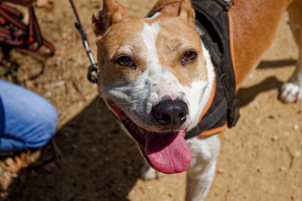 Adoption RED