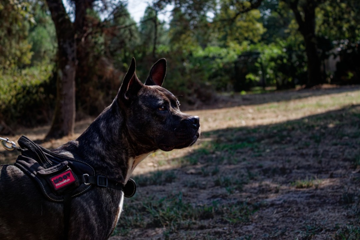Adoption Xena