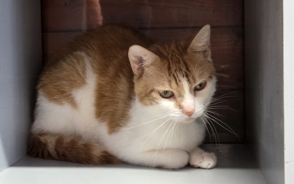 Adoption ACHILLE