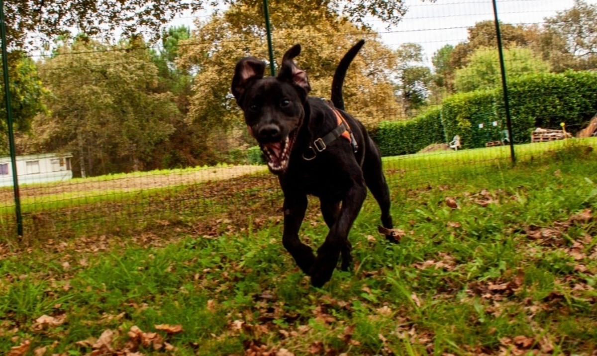 Adoption Bagherra