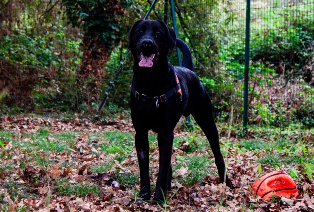 Adoption Bagherra