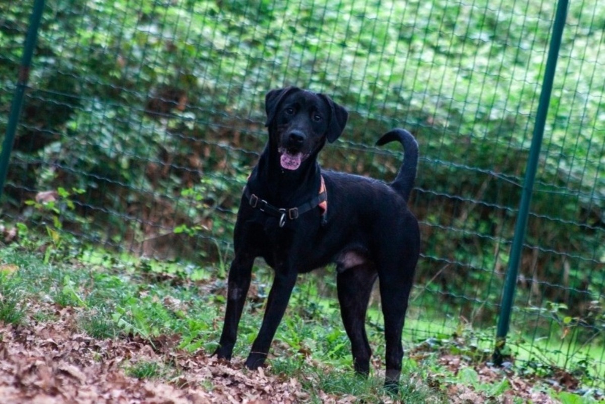 Adoption Bagherra
