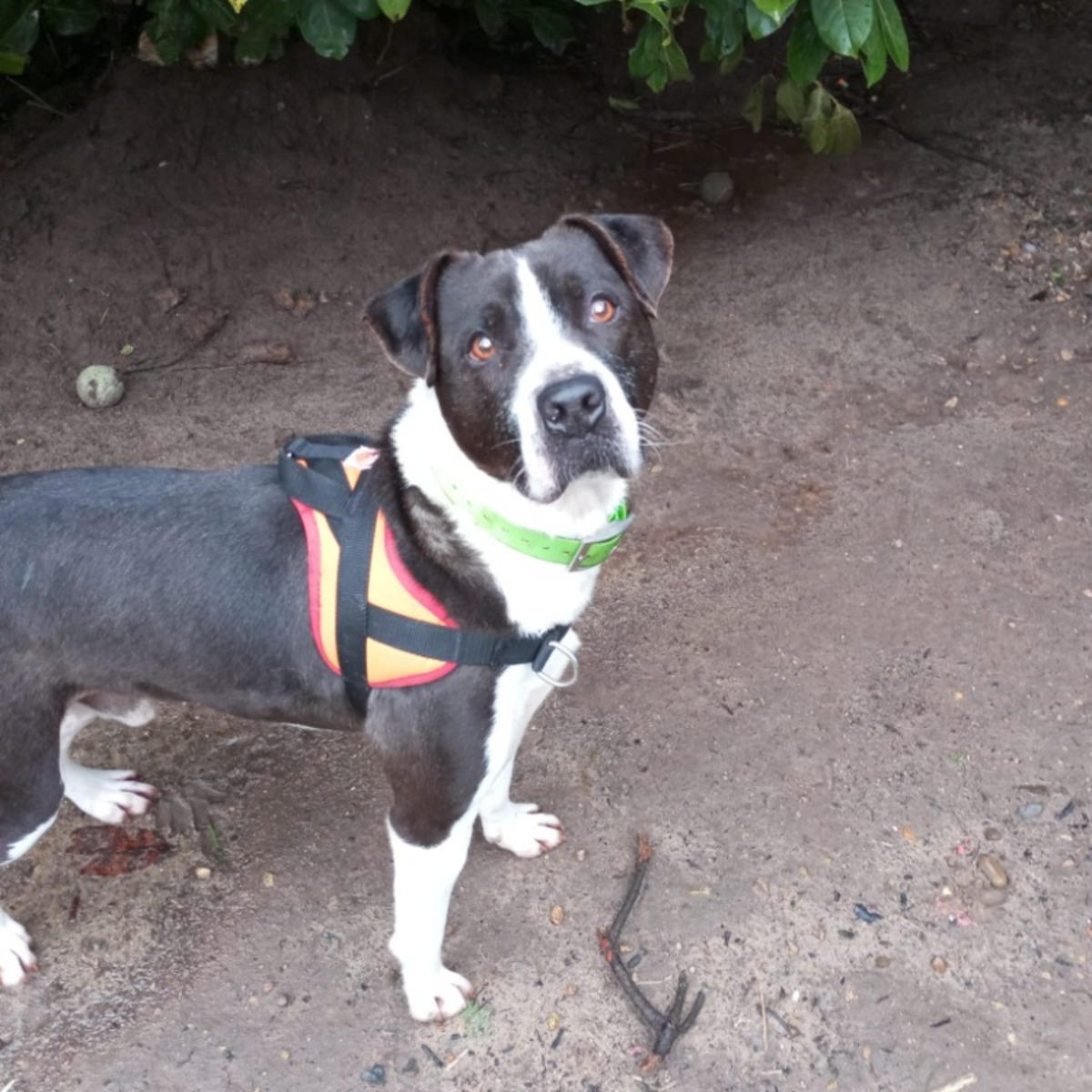 Adoption LUCKY