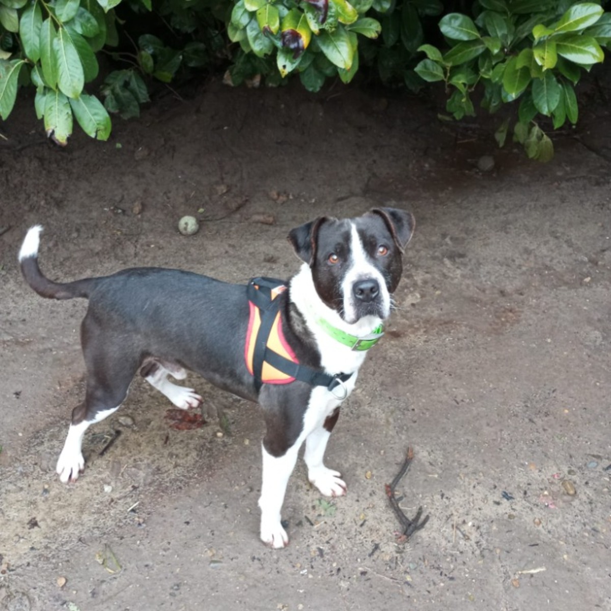 Adoption LUCKY
