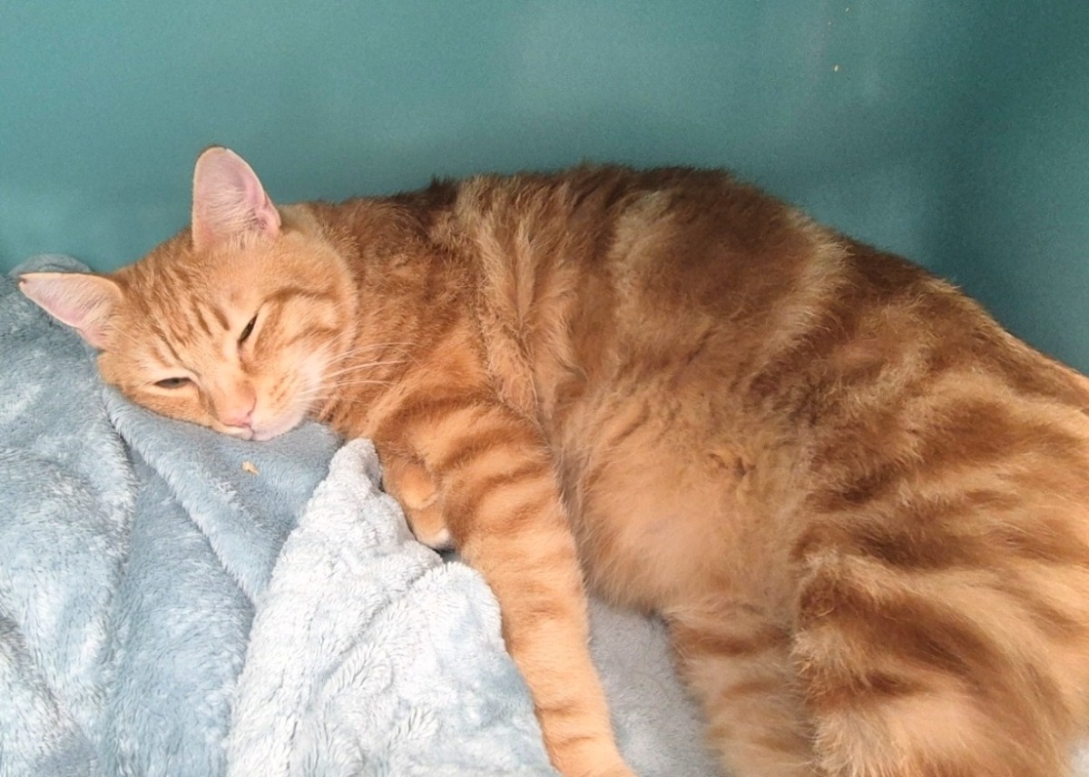 Adoption Rousseau
