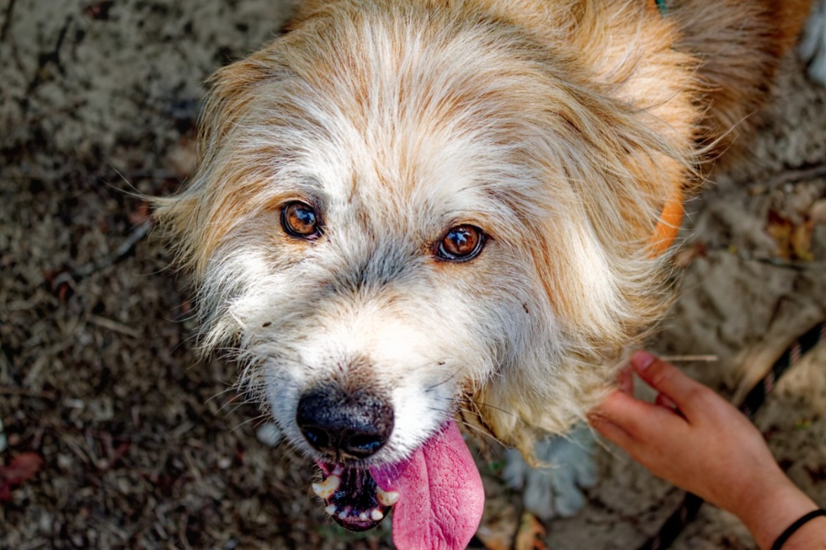 Adoption Filou